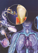 Dental Wellness and How it effects your Overall Health 