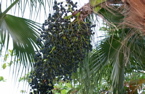 Can Acai Berries Help Us Lose Weight? 