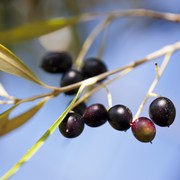 what you need to know about the Mediterranean Diet