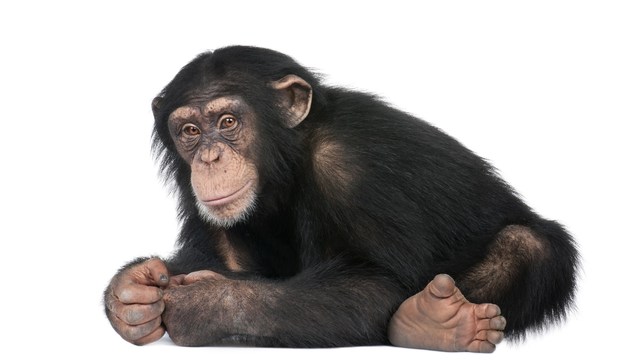 chimps no longer to be used in research: what do you think about animal experime