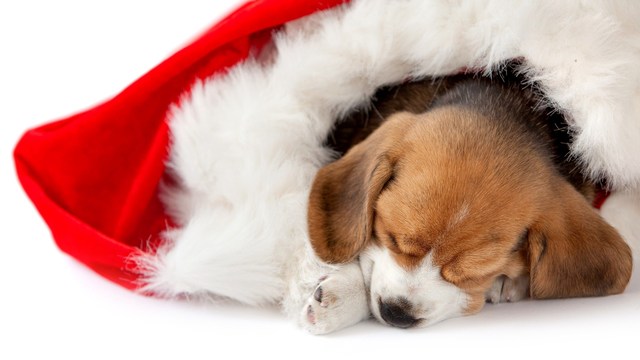 pets as surprise Christmas presents is a bad idea