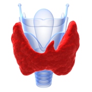 What are the Different Types of Thyroid Disease?