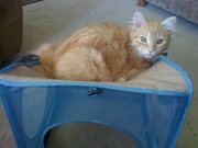 brittercat