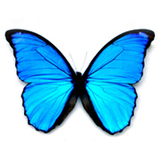 Butterfly413