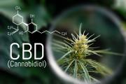 Вызывает ли CBD кайф? У нас есть ответ Logo