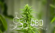 В чем разница между дистиллятом и изолятом CBD? Logo