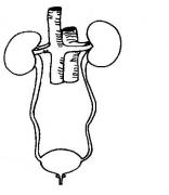HELP !  Urethral pain ruining my life ! Logo
