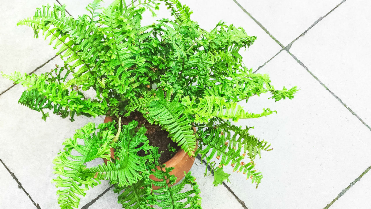 boston fern