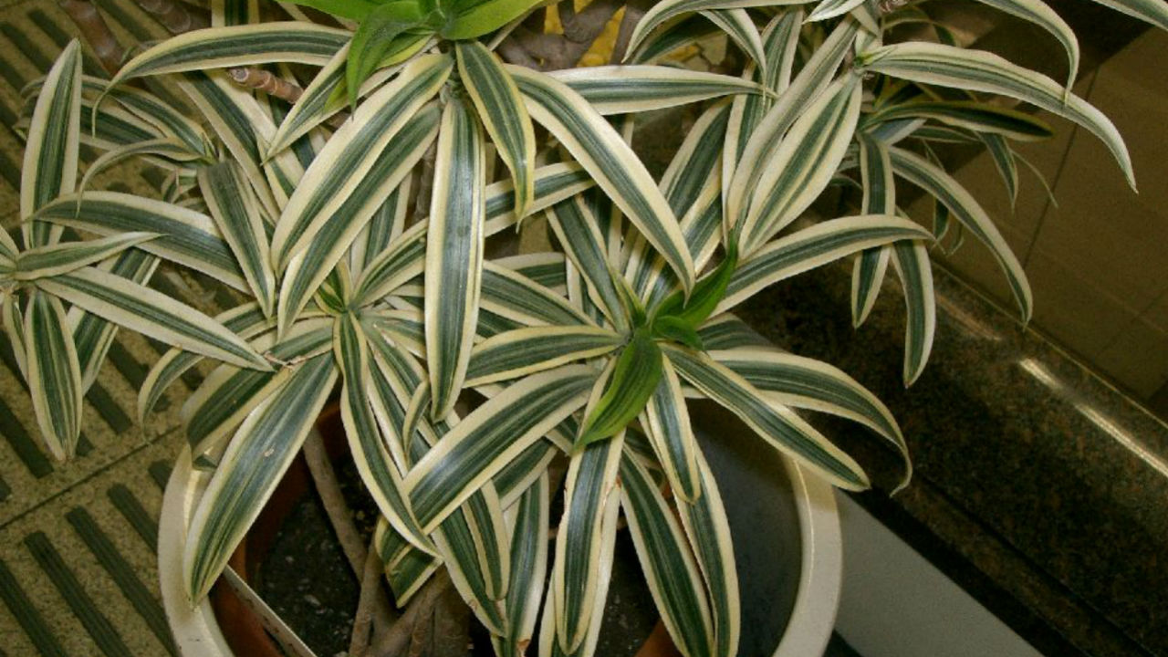 dracaena