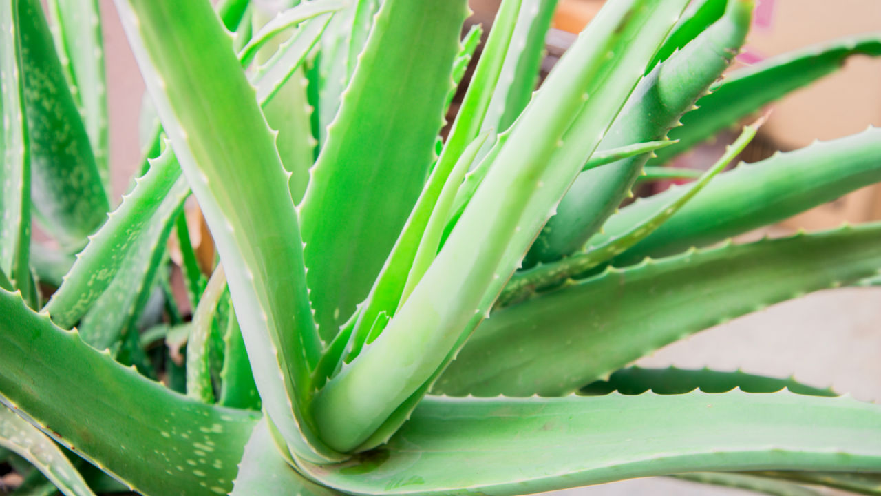 aloe vera