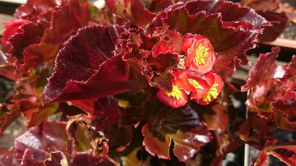 wax begonia