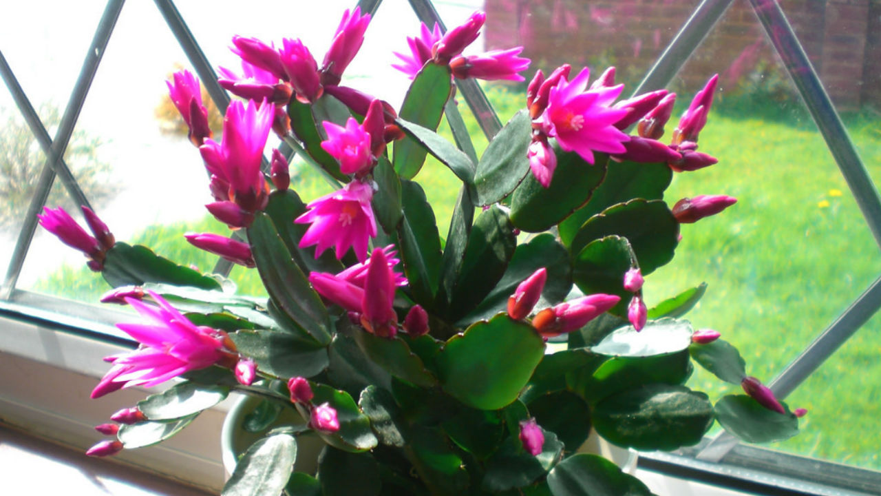 easter cactus