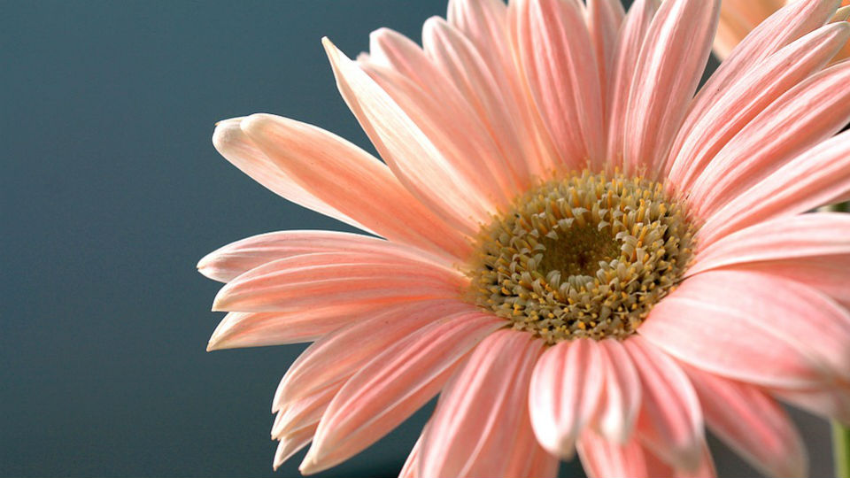 gerbera daisy