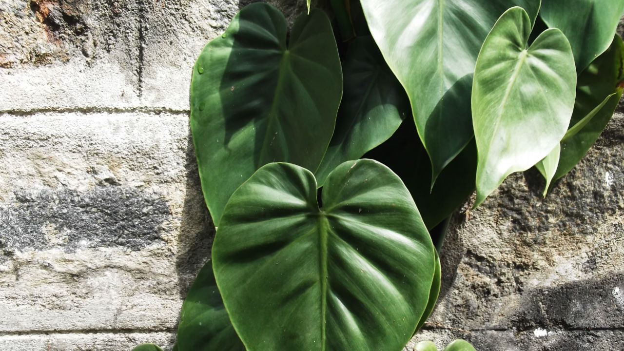 heart leaf philodendron