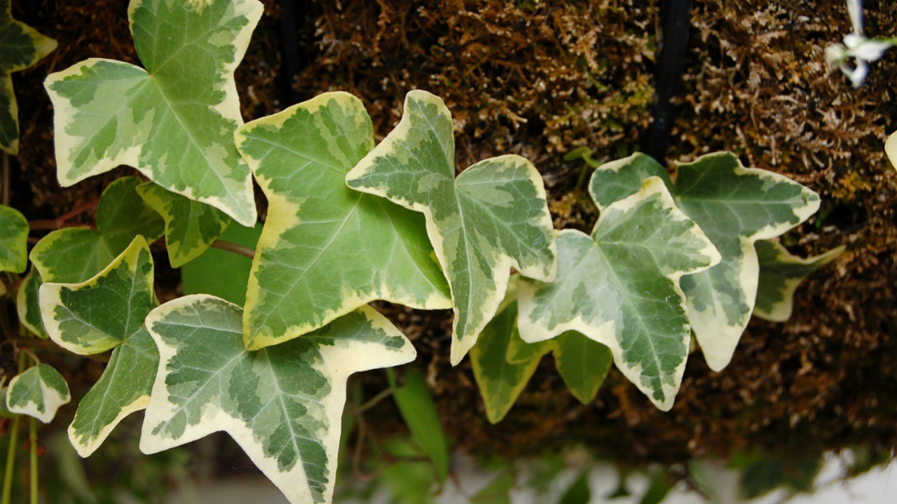 English ivy