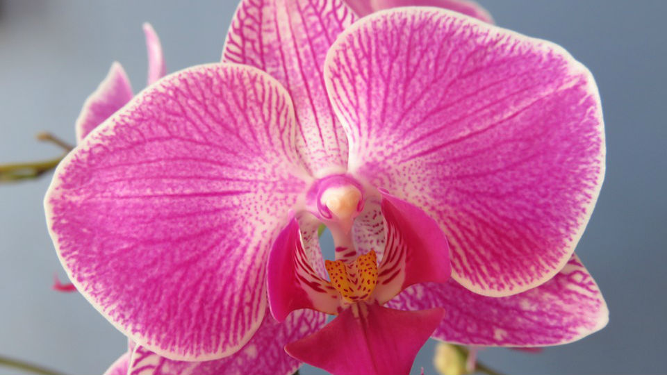 moth orchid