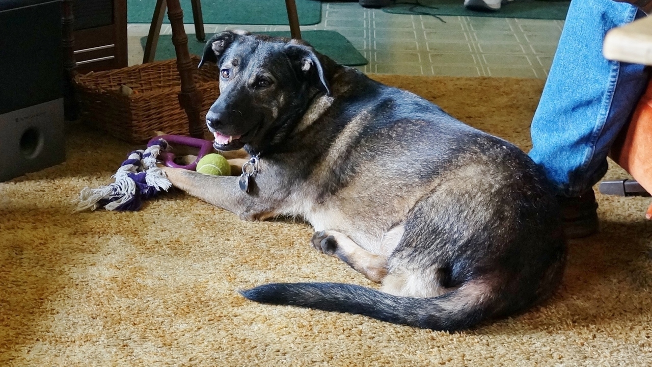 How My 3Legged Dog Helped My Bad Knee Heal EmpowHER Women's Health