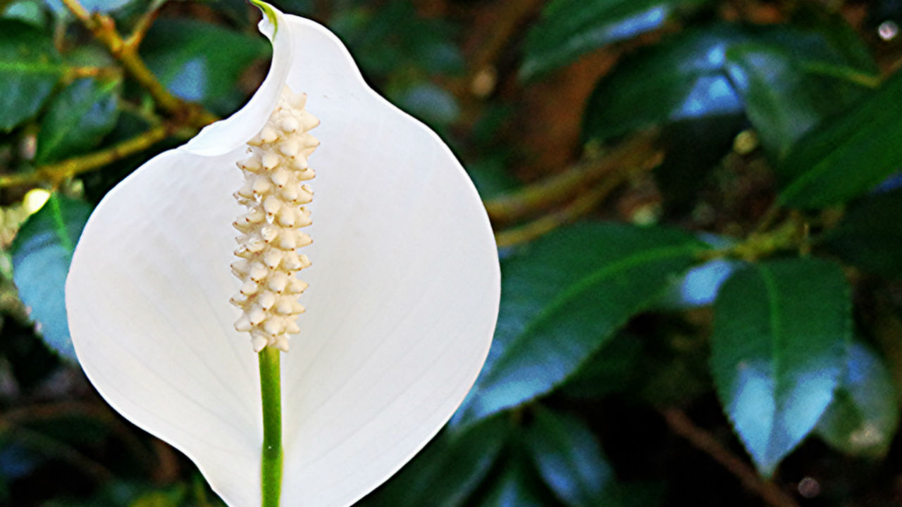 peace lily