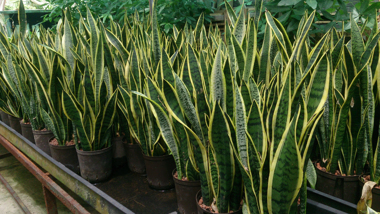 snake plant