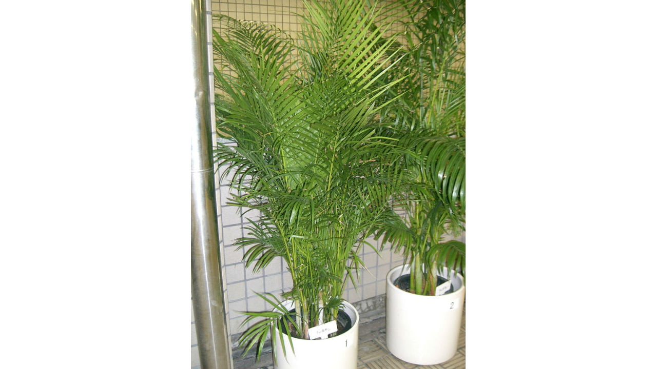 bamboo palm