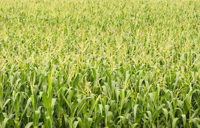 Cornfield maze