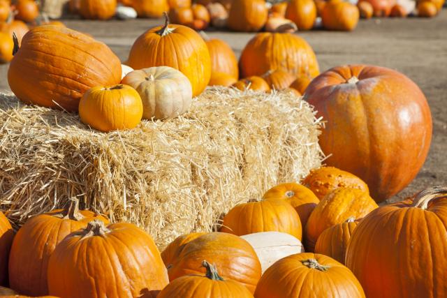 Pumpkin patch