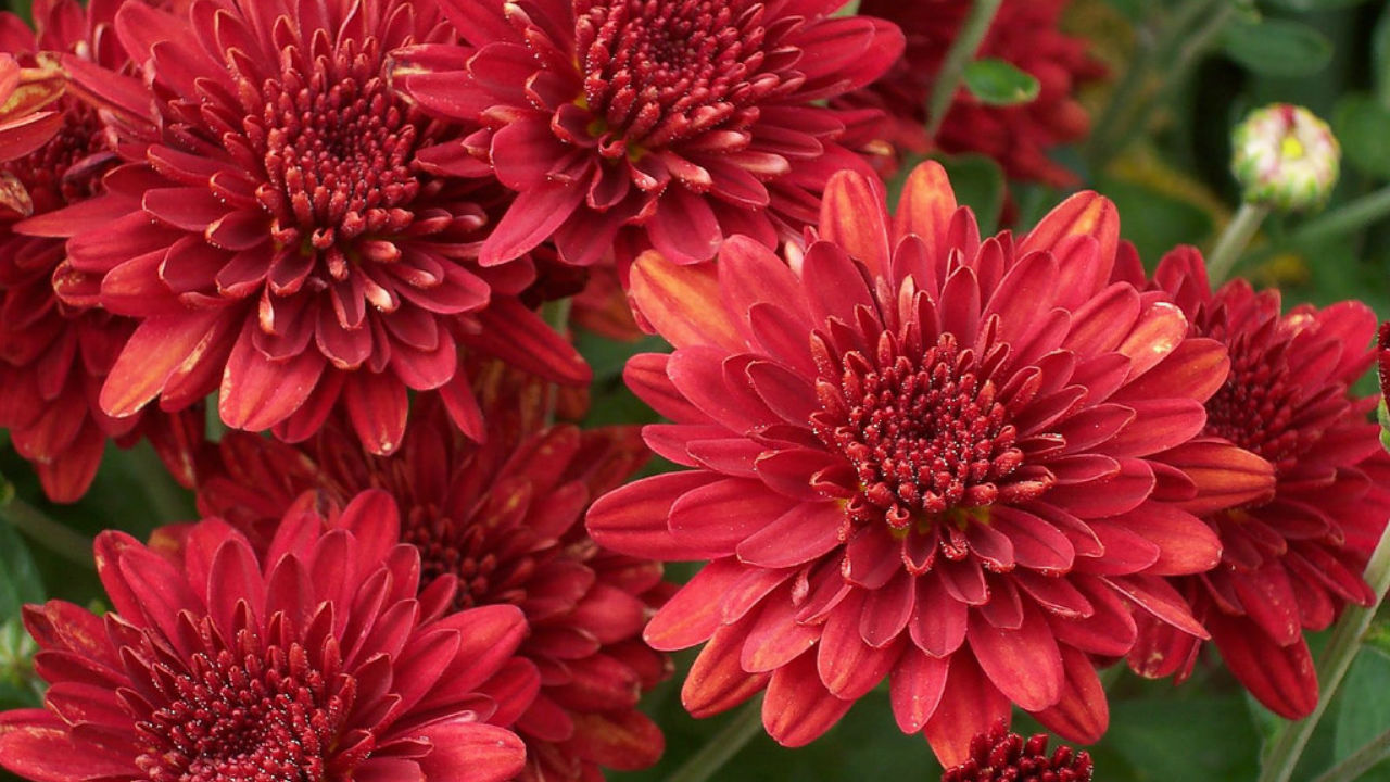 garden mums