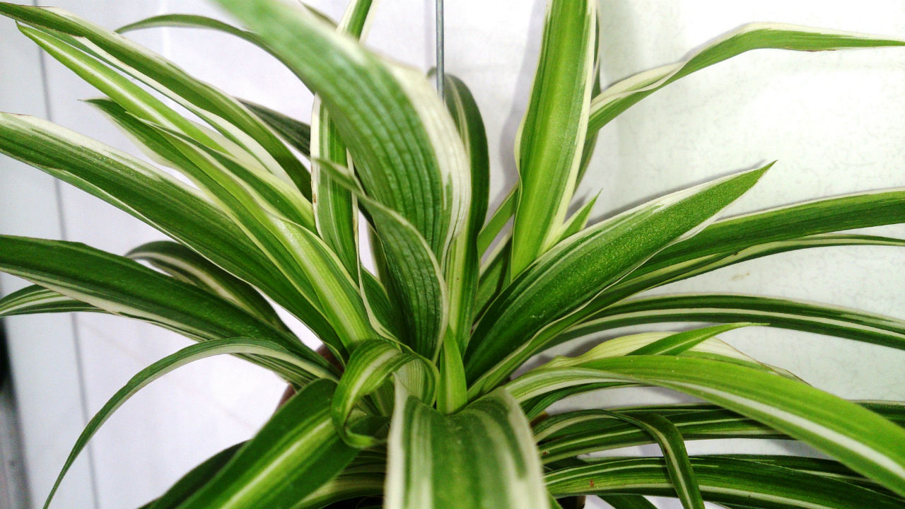 spider plant