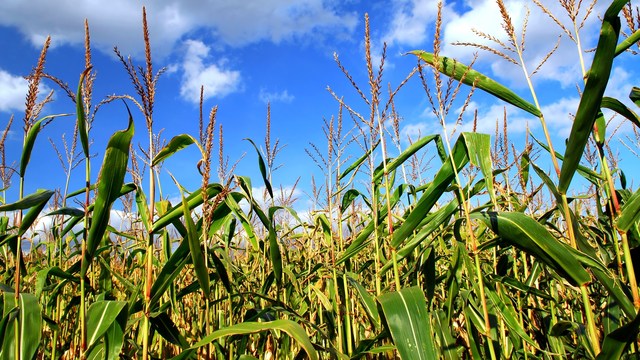 EPA Gives Approval to Herbicide for GMO Crops