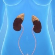 adrenal hormones and you
