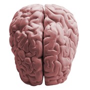 alcohol affects each gender differently in loss of white matter of the brain