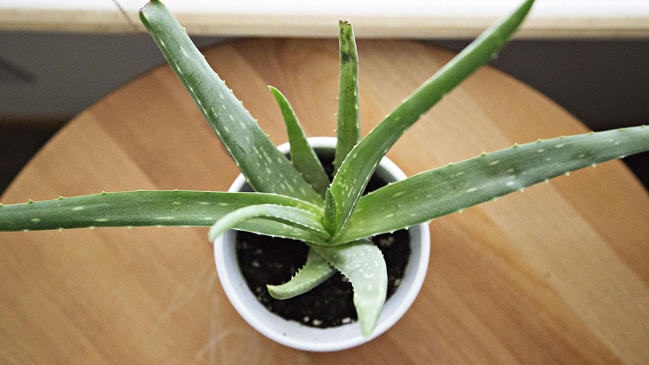 aloe vera