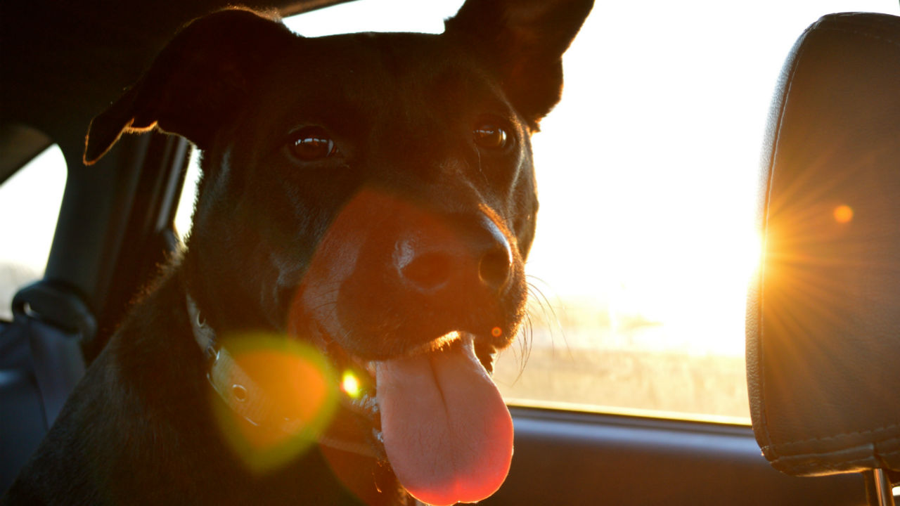 benefits of owning dog