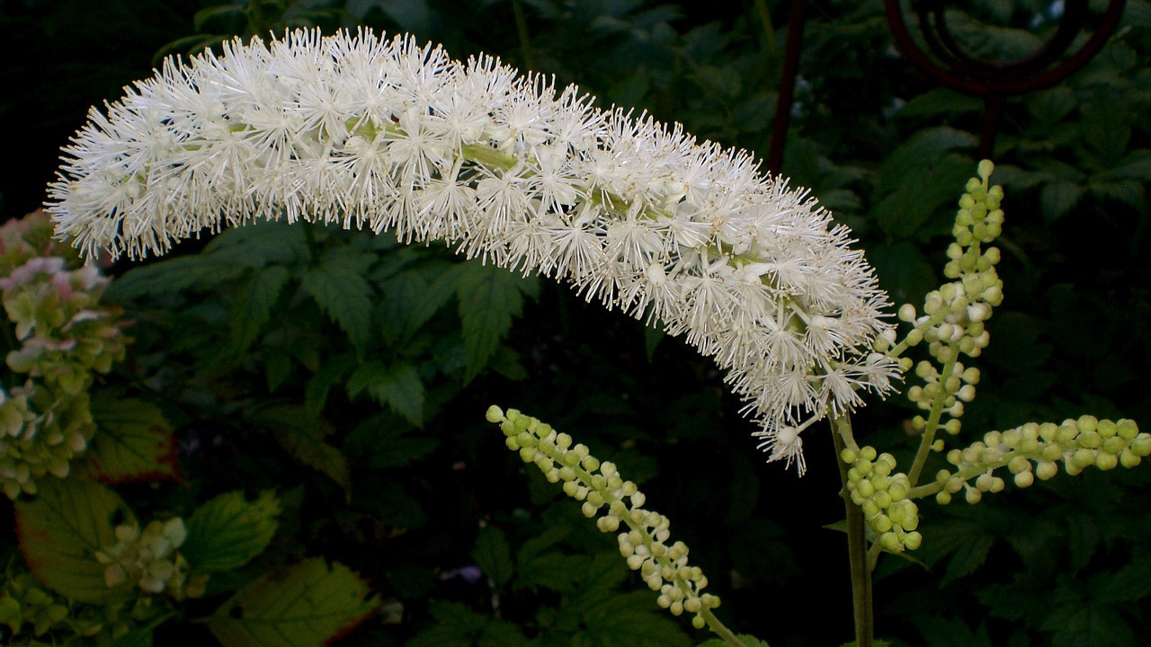 Flowering Black Cohosh Plant