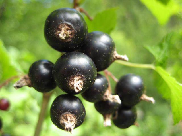 black-currant-seed-oil