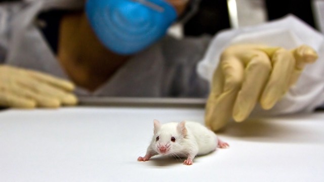 researching cancer that 'creeps along blood vessels like spiders' 