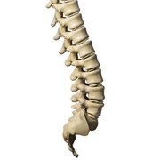 information on disorders of the coccyx 