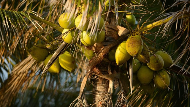 look for coconut oil in a grocery aisle near you