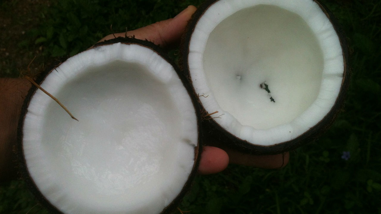 coconut