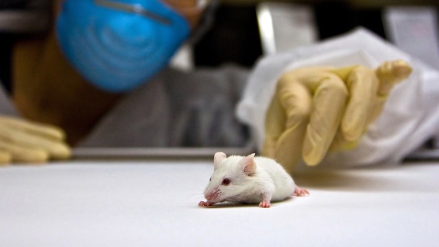 drug discovery wipes out leukemia in mice