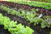 Healthy Eating related image