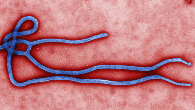 Ebola related image