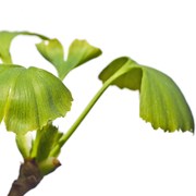 does Alzheimer's disease respond to long-term gingko biloba use 