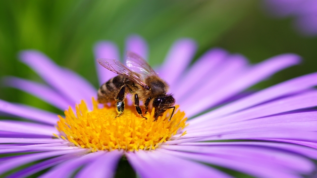 Anaphylactic Shock related image