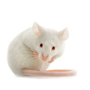 wounds-may-heal-slower-because-of-estrogen 