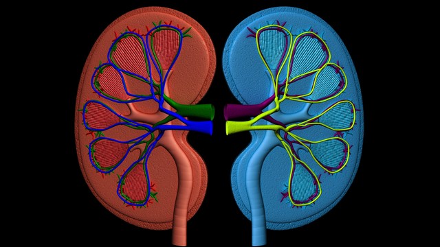 gene may help childhood cancer and adult kidney failure