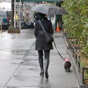 to get exercise go to the dogs