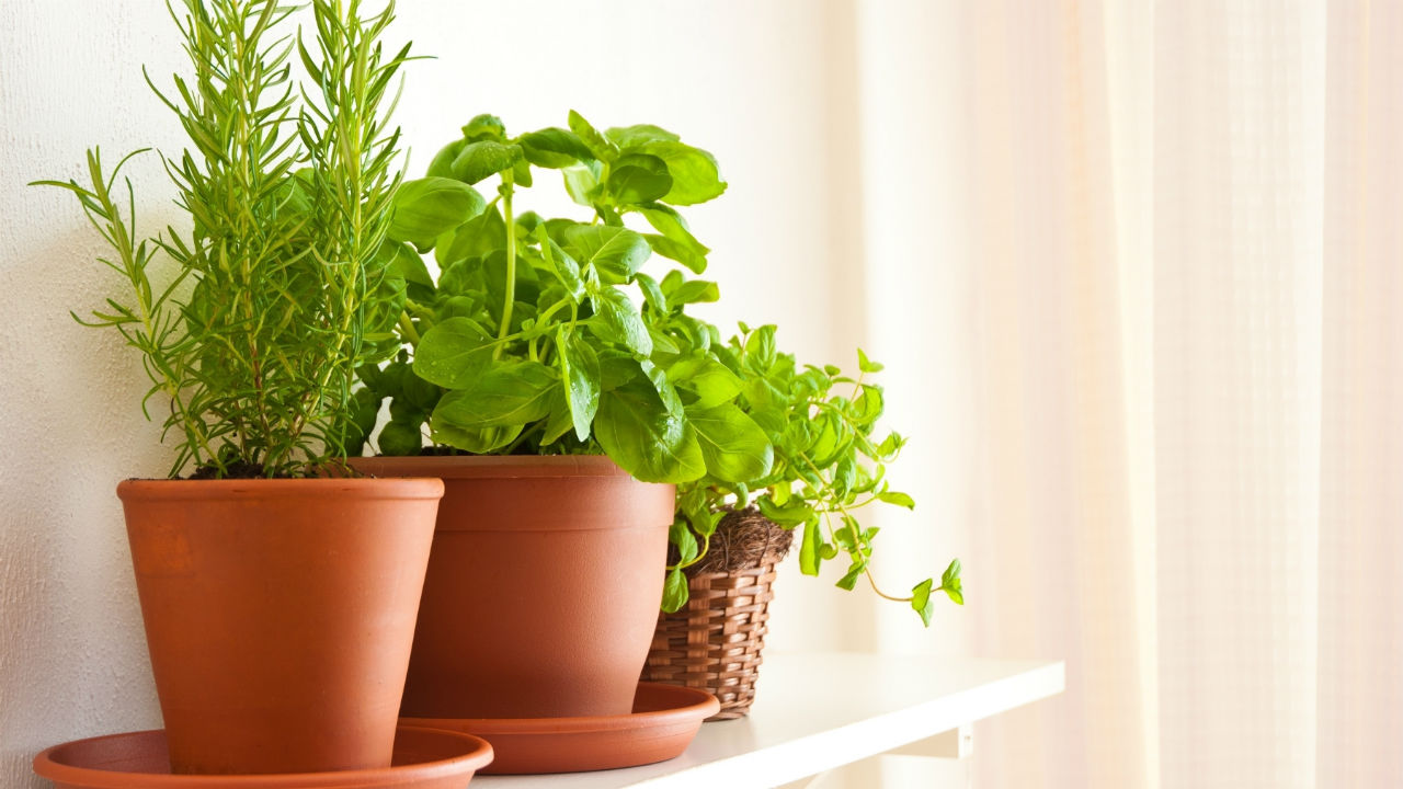 10 Healing Herbs to Grow Yourself