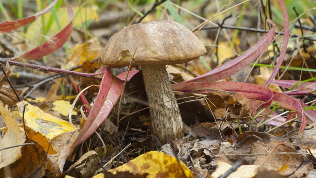 can you identify mushrooms and berries that are poisonous?