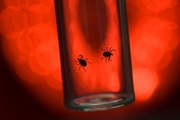 Lyme Disease related image